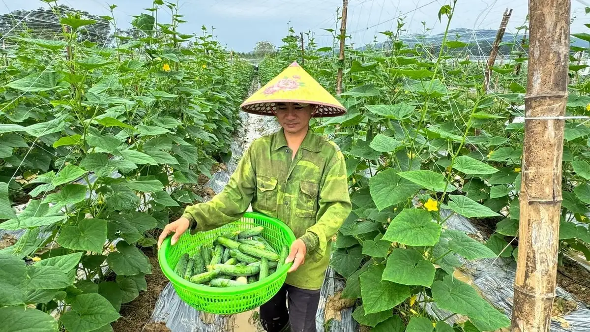 Liên kết trồng dưa chuột vụ đông, lãi 140 triệu đồng/ha