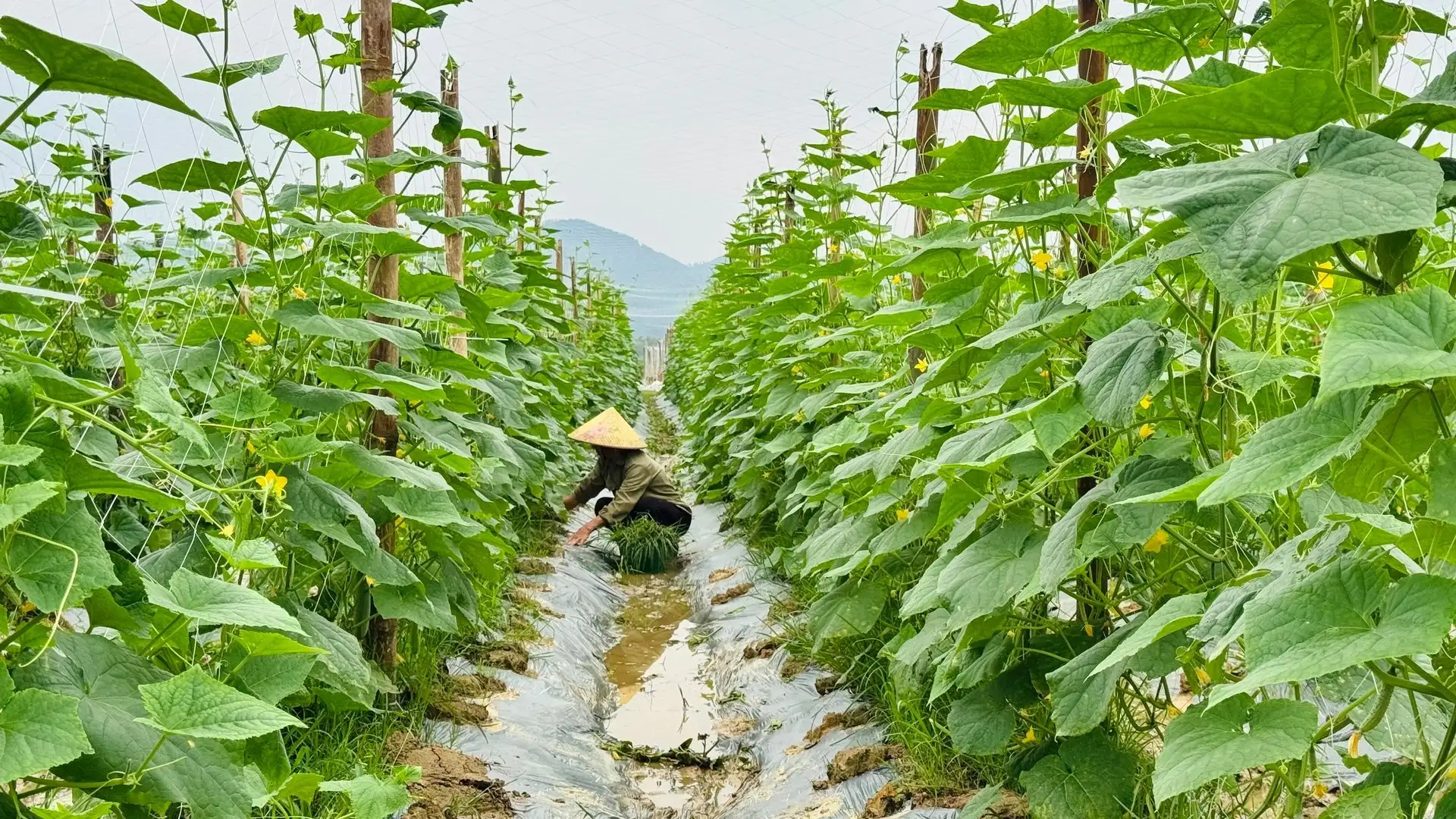 Liên kết trồng dưa chuột vụ đông, lãi 140 triệu đồng/ha