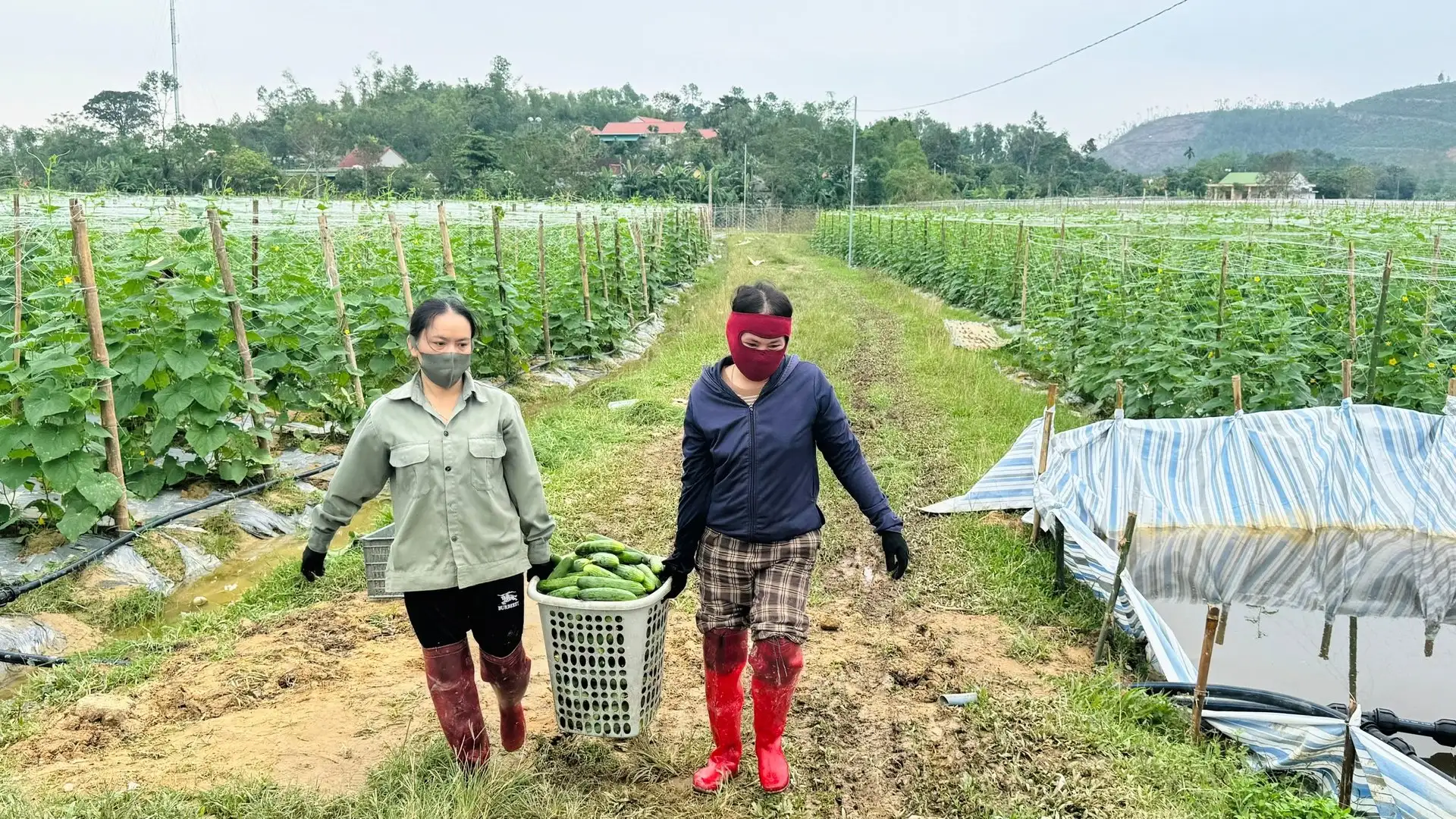 Liên kết trồng dưa chuột vụ đông, lãi 140 triệu đồng/ha