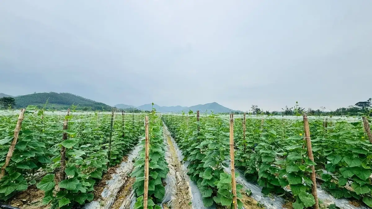 Liên kết trồng dưa chuột vụ đông, lãi 140 triệu đồng/ha