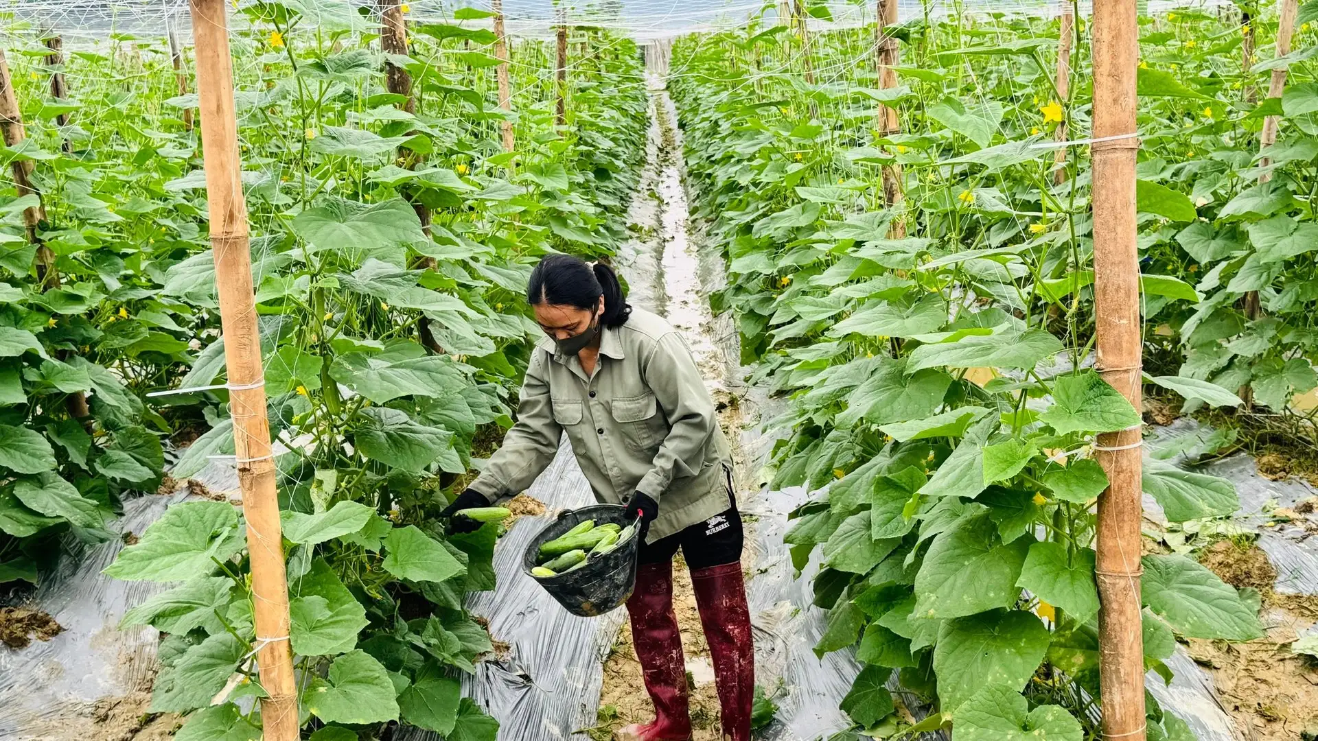 Liên kết trồng dưa chuột vụ đông, lãi 140 triệu đồng/ha