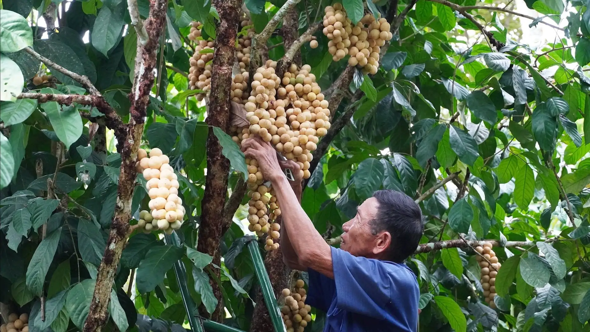 Liên kết vùng nguyên liệu để nâng tầm giá trị nông sản địa phương