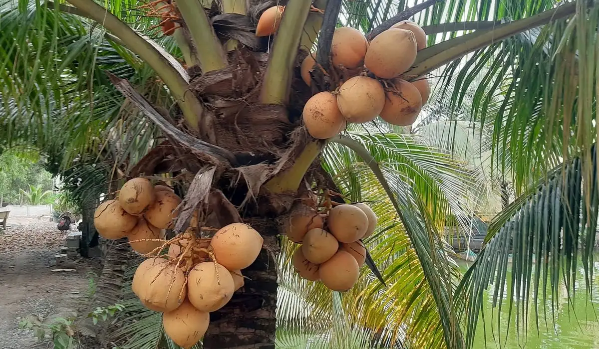 Linh động mô hình sản xuất hiệu quả để nâng cao cuộc sống