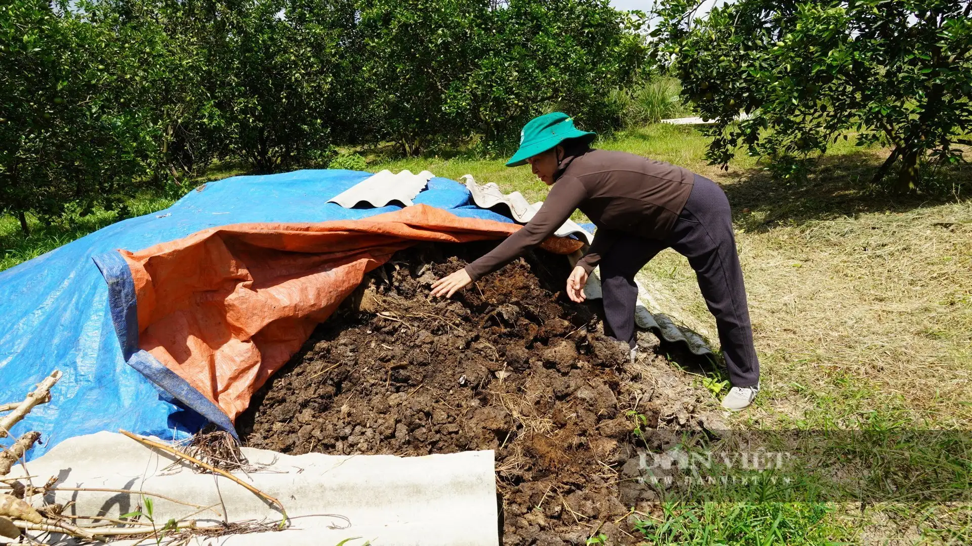 Loại cây này thấp tè mà trái ra quá trời, là cây bớt cảnh nghèo, tăng hộ khá giàu ở một xã mới của Quảng Trị