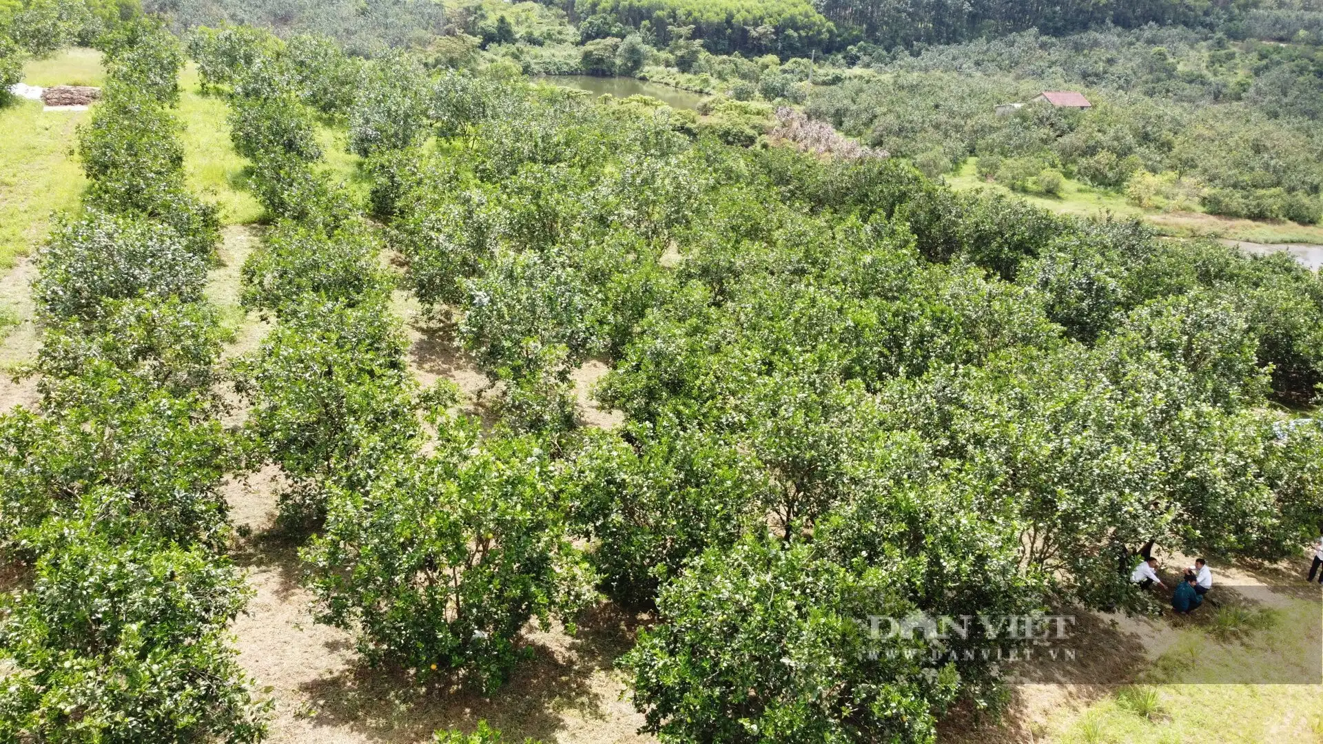 Loại cây này thấp tè mà trái ra quá trời, là cây bớt cảnh nghèo, tăng hộ khá giàu ở một xã mới của Quảng Trị