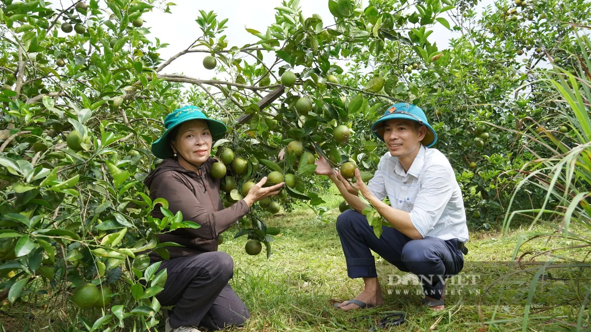 Loại cây này thấp tè mà trái ra quá trời, là cây bớt cảnh nghèo, tăng hộ khá giàu ở một xã mới của Quảng Trị