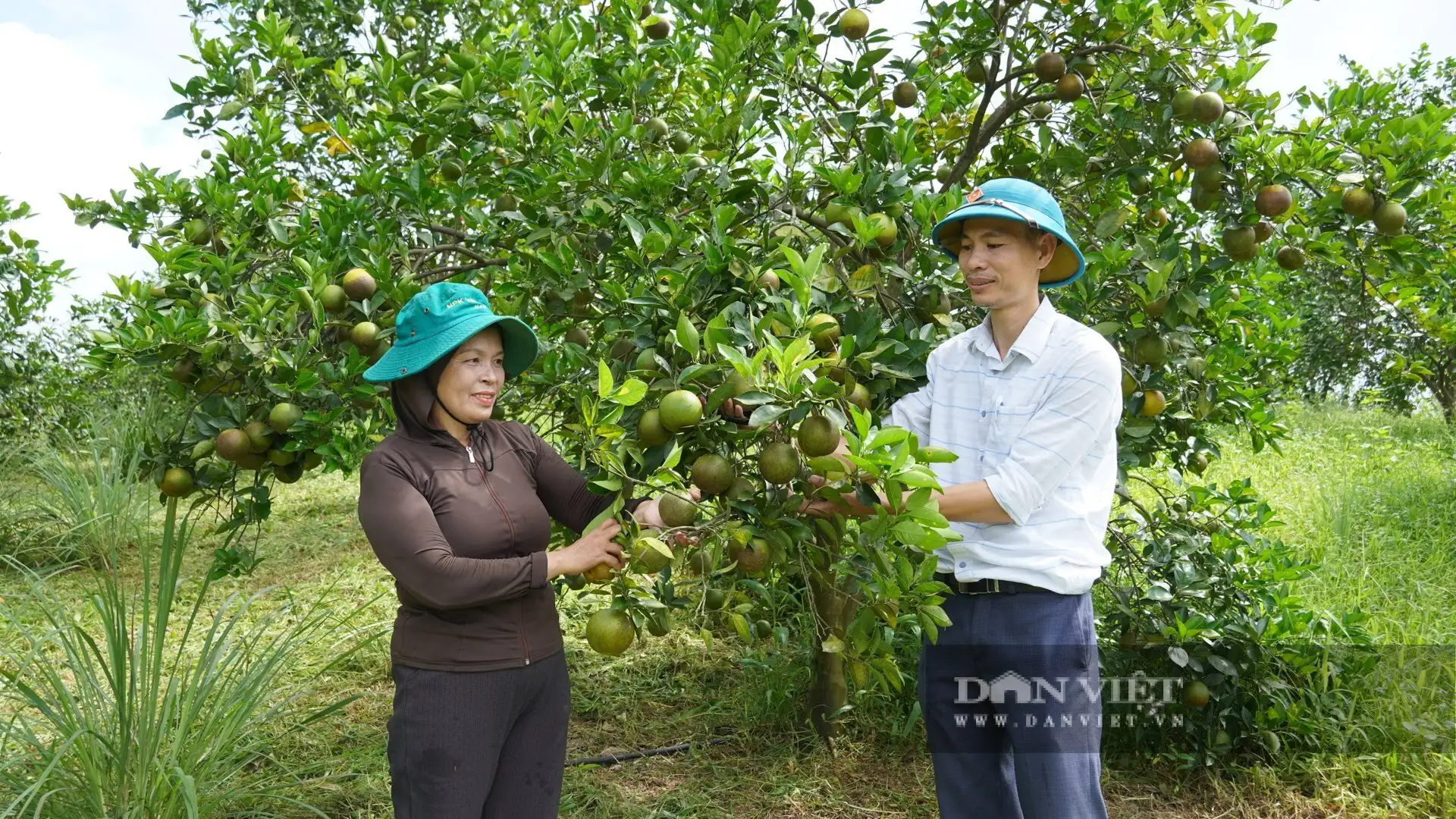Loại cây này thấp tè mà trái ra quá trời, là cây bớt cảnh nghèo, tăng hộ khá giàu ở một xã mới của Quảng Trị