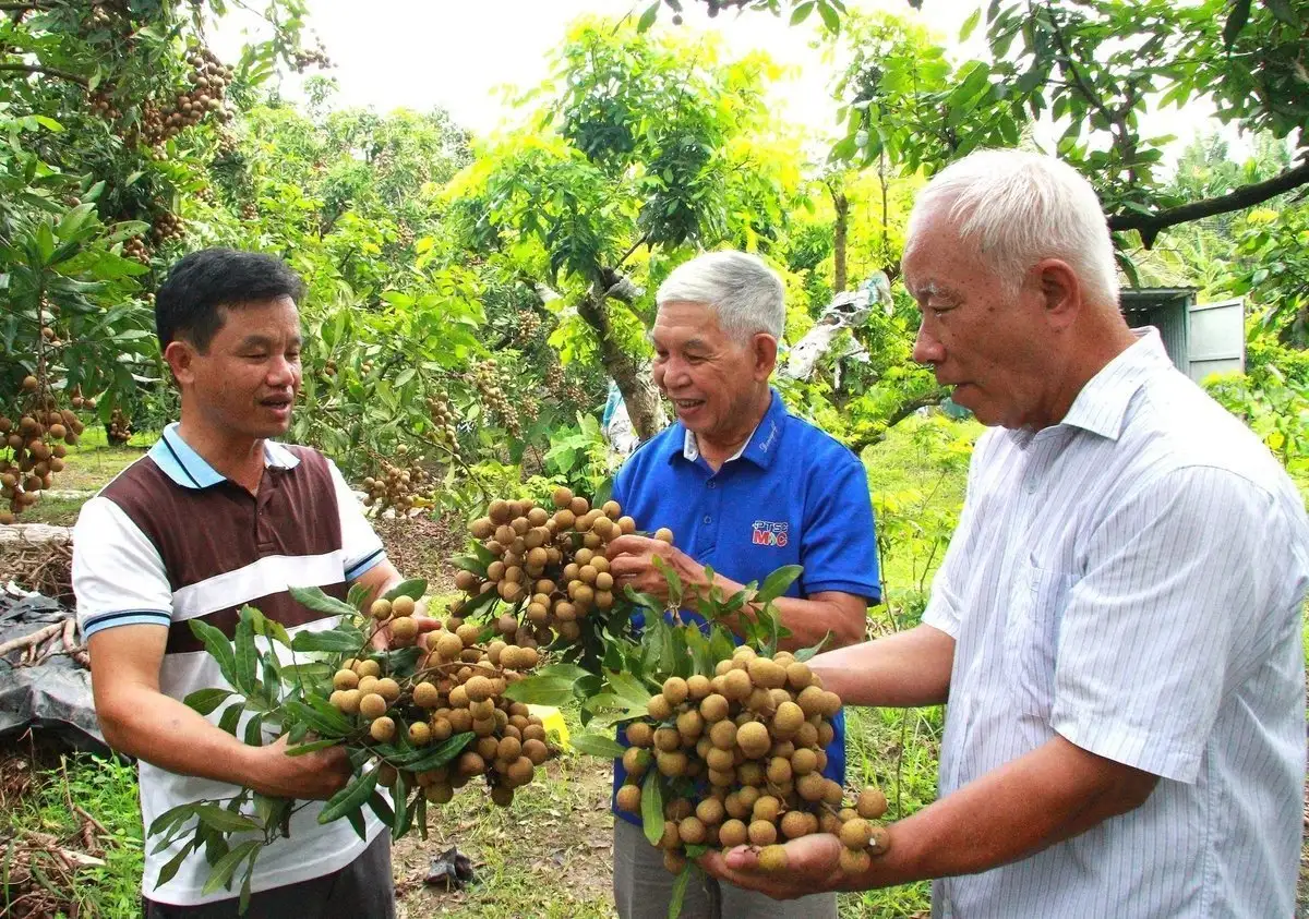 Mã số vùng trồng – ‘Hộ chiếu’ giúp nông sản Hưng Yên hội nhập RCEP