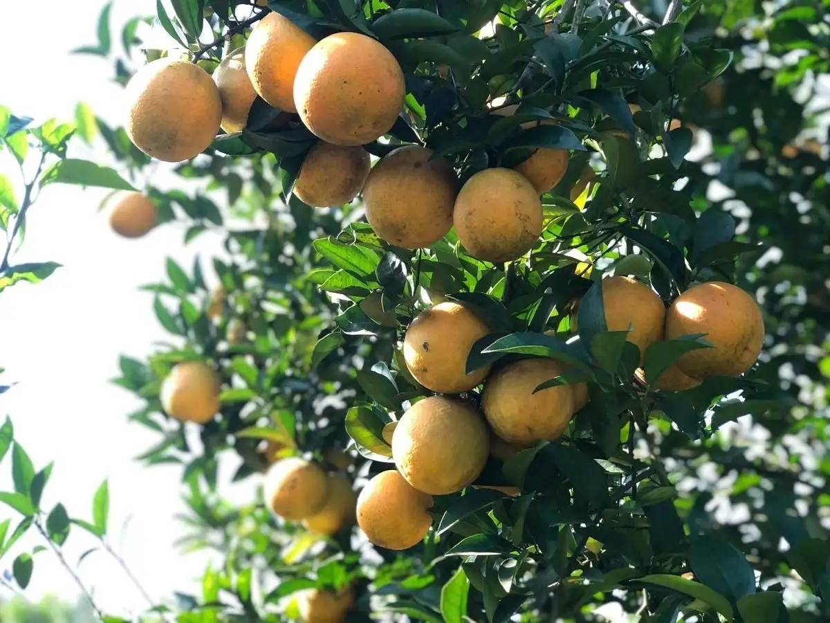 Mở rộng vùng nguyên liệu, nâng giá trị xuất khẩu cây ăn quả Phú Thọ