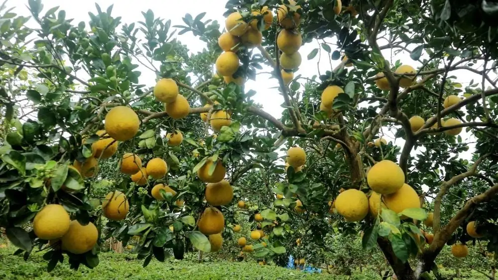 Mở rộng vùng nguyên liệu, nâng giá trị xuất khẩu cây ăn quả Phú Thọ