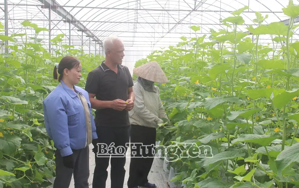 Một HTX ở tỉnh Hưng Yên có 10 nhà màng nông nghiệp công nghệ cao, trồng rau “sang, xịn, mịn”, cả làng phục ông giám đốc