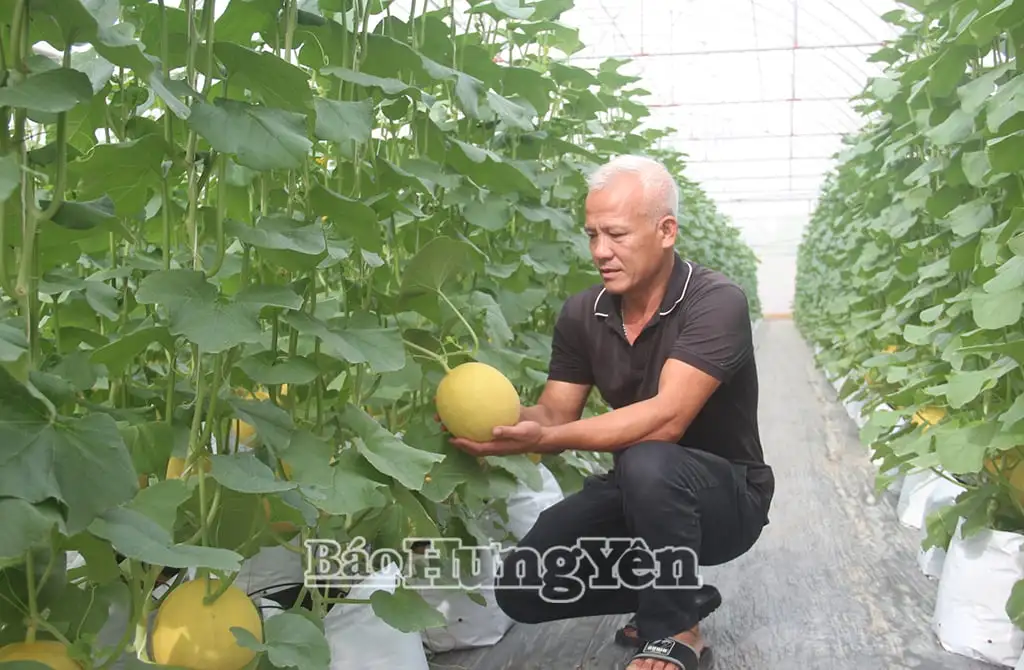 Một HTX ở tỉnh Hưng Yên có 10 nhà màng nông nghiệp công nghệ cao, trồng rau “sang, xịn, mịn”, cả làng phục ông giám đốc