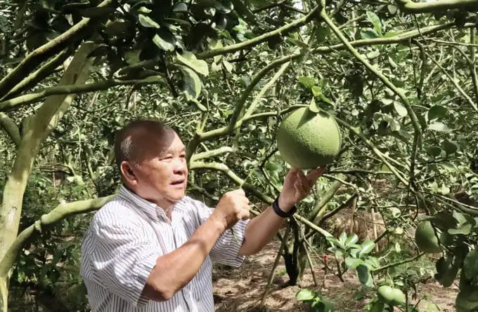 Một ông nông dân trồng lúa, trồng bưởi da xanh hữu cơ là tỷ phú An Giang