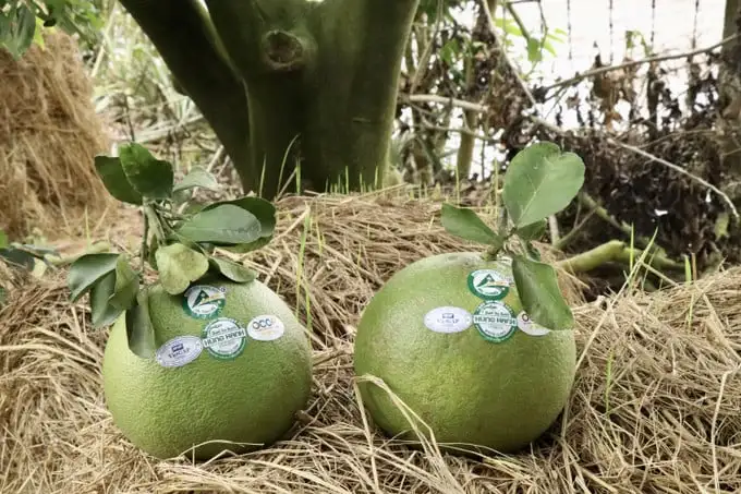 Một ông nông dân trồng lúa, trồng bưởi da xanh hữu cơ là tỷ phú An Giang