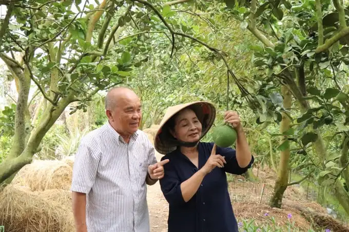 Một ông nông dân trồng lúa, trồng bưởi da xanh hữu cơ là tỷ phú An Giang