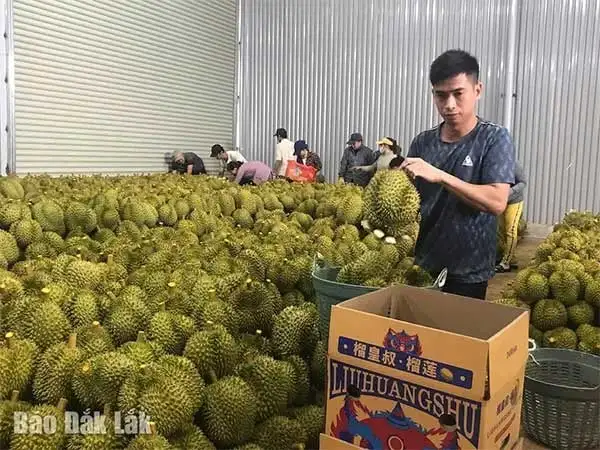 Một xã mới ở Đắk Lắk sau sáp nhập có 2 hộ nông dân, 1 doanh nghiệp sở hữu 8 mã vùng trồng sầu riêng xuất khẩu, 3.400 tấn