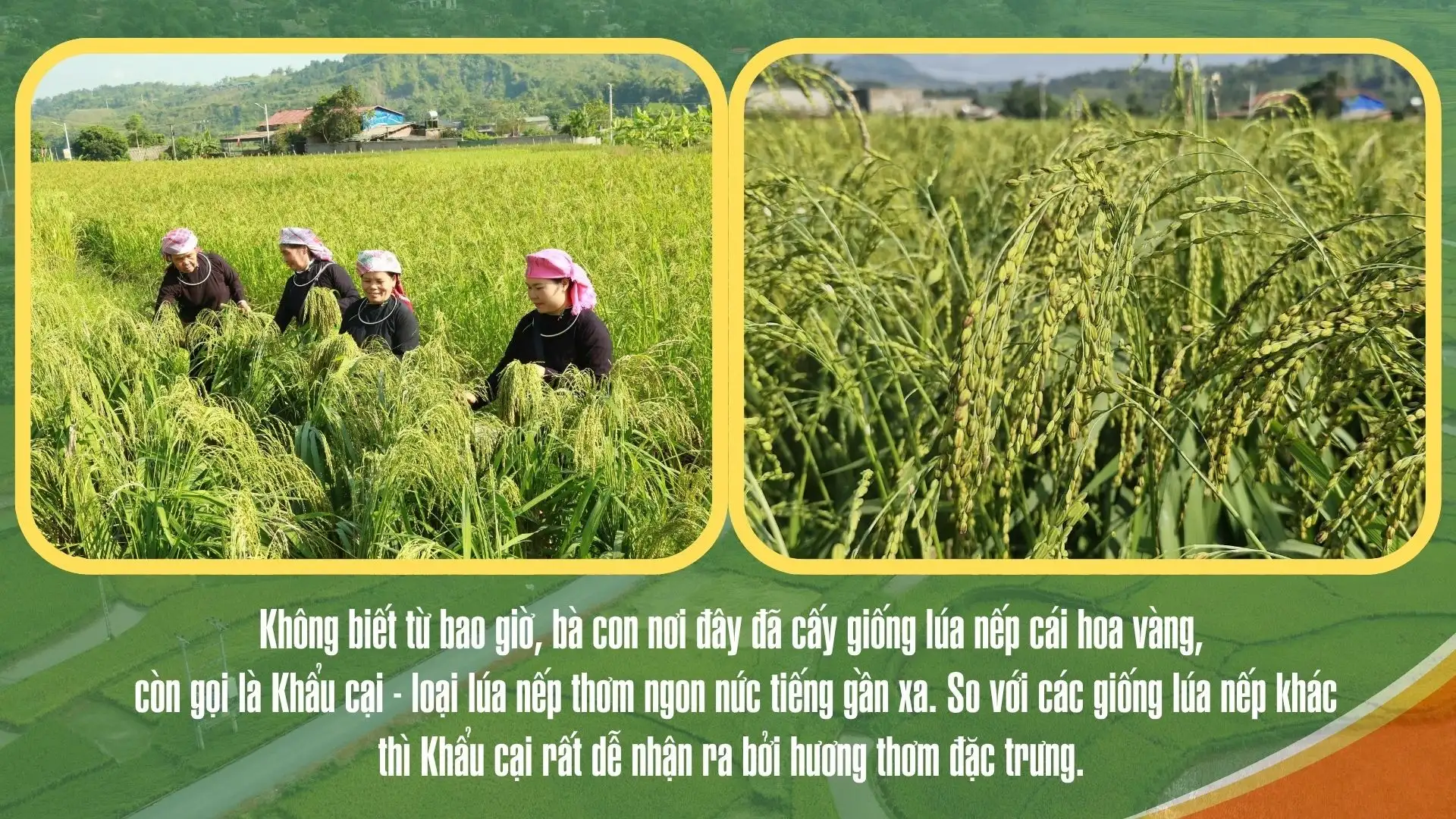 Mùa cốm mới ở Hợp Thành