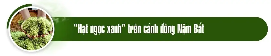 Mùa cốm mới ở Hợp Thành