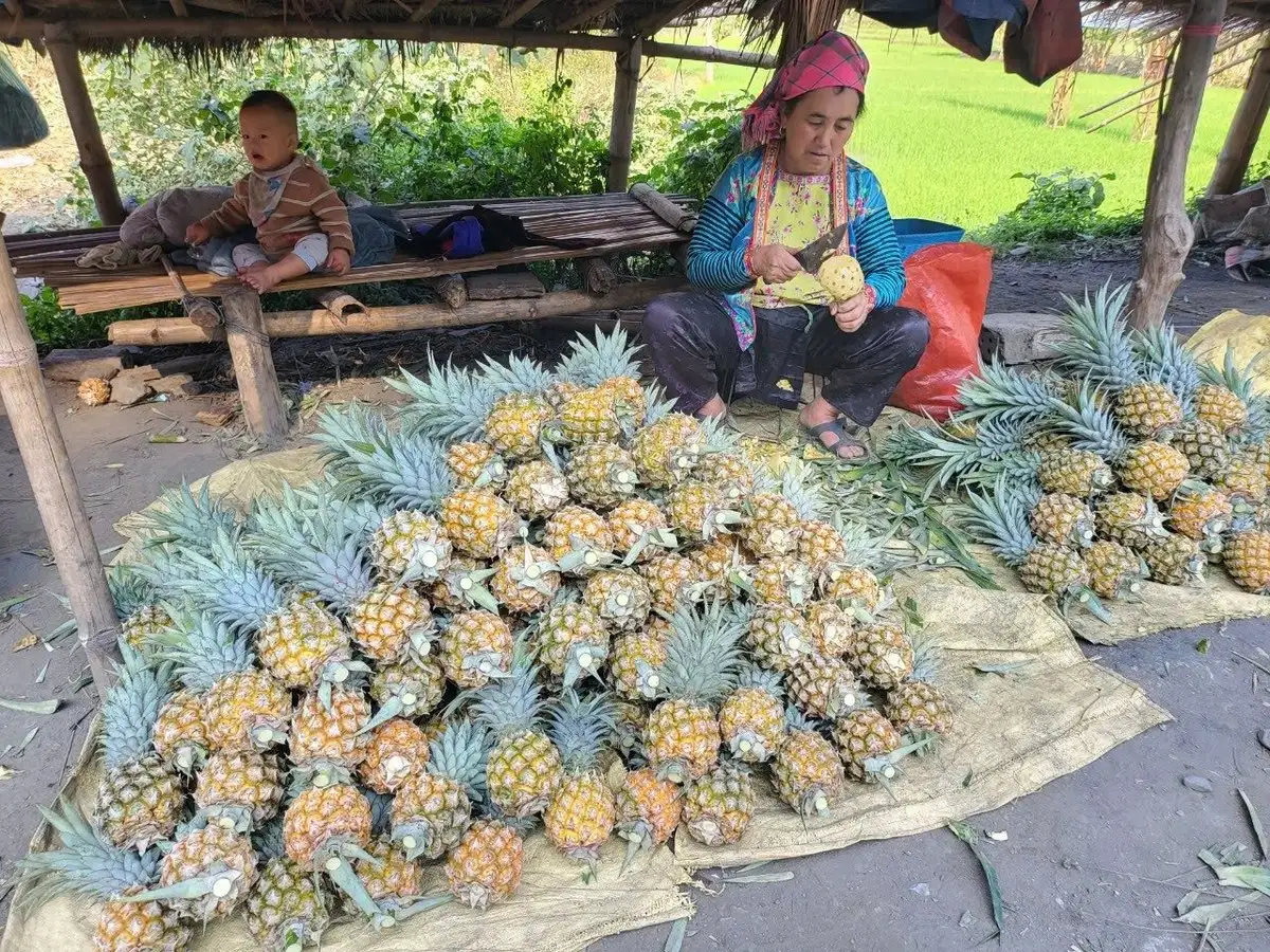 Nậm Mạ chuyển mình nhờ chính sách hỗ trợ nông nghiệp bền vững