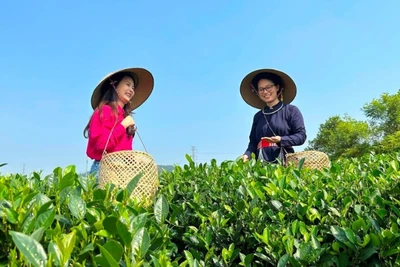 Nâng cao chất lượng sản phẩm OCOP ở Đồng Tháp