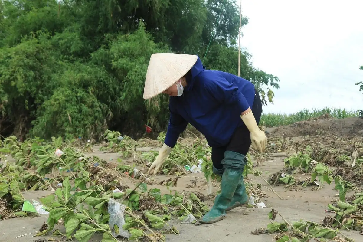 Nên đổi vụ dâu tằm để tránh thiên tai