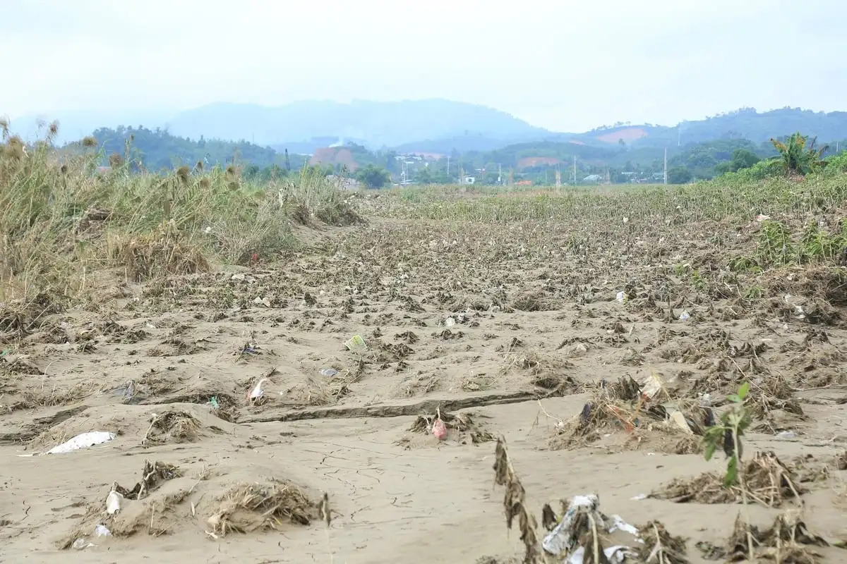 Nên đổi vụ dâu tằm để tránh thiên tai