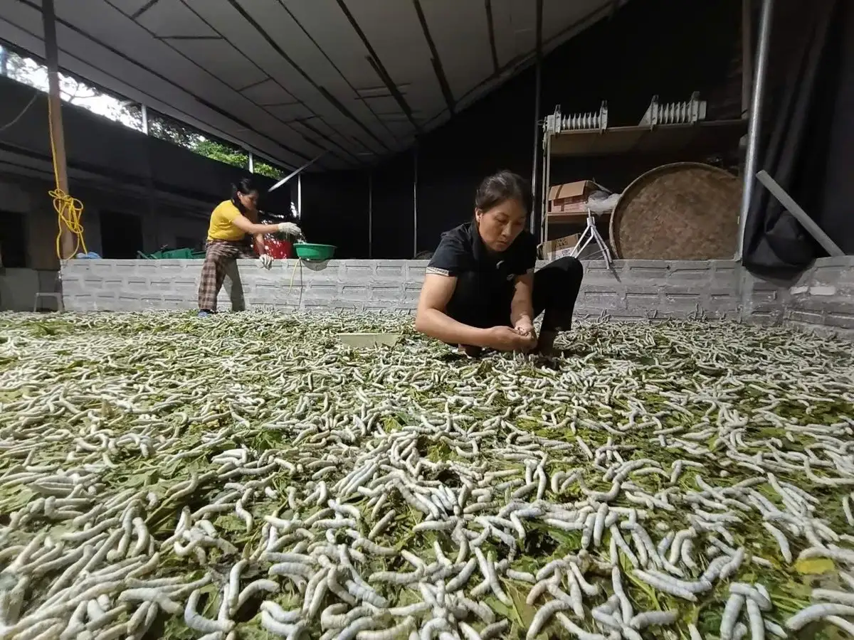 Nên đổi vụ dâu tằm để tránh thiên tai