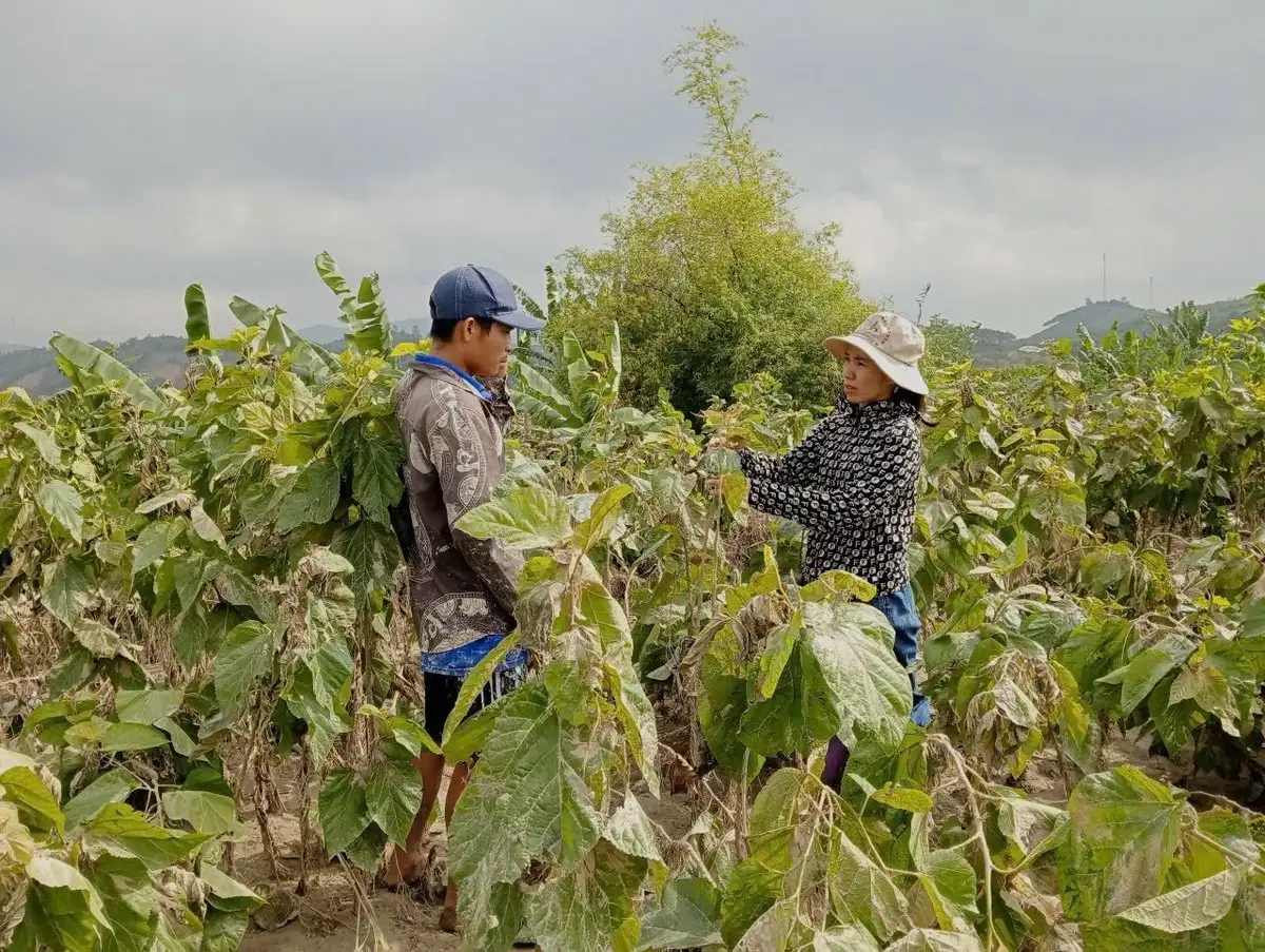 Nên đổi vụ dâu tằm để tránh thiên tai