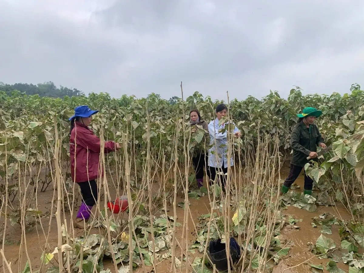 Nên đổi vụ dâu tằm để tránh thiên tai