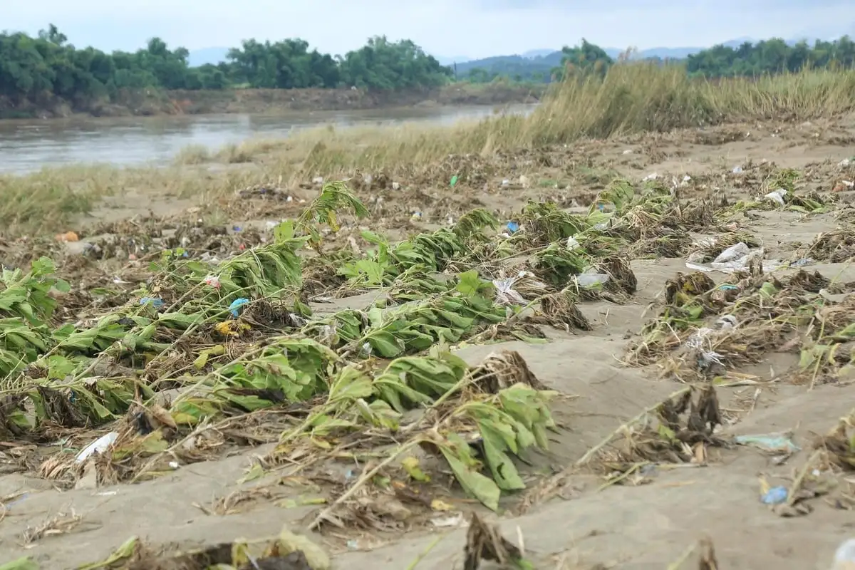 Nên đổi vụ dâu tằm để tránh thiên tai