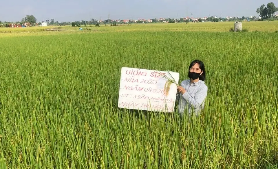 Nên gieo cấy giống lúa ST25 ở vụ mùa phía Bắc sớm hơn