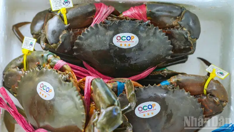 Ngày hội Cua Cà Mau 2025, nâng tầm thương hiệu, phát triển du lịch bền vững