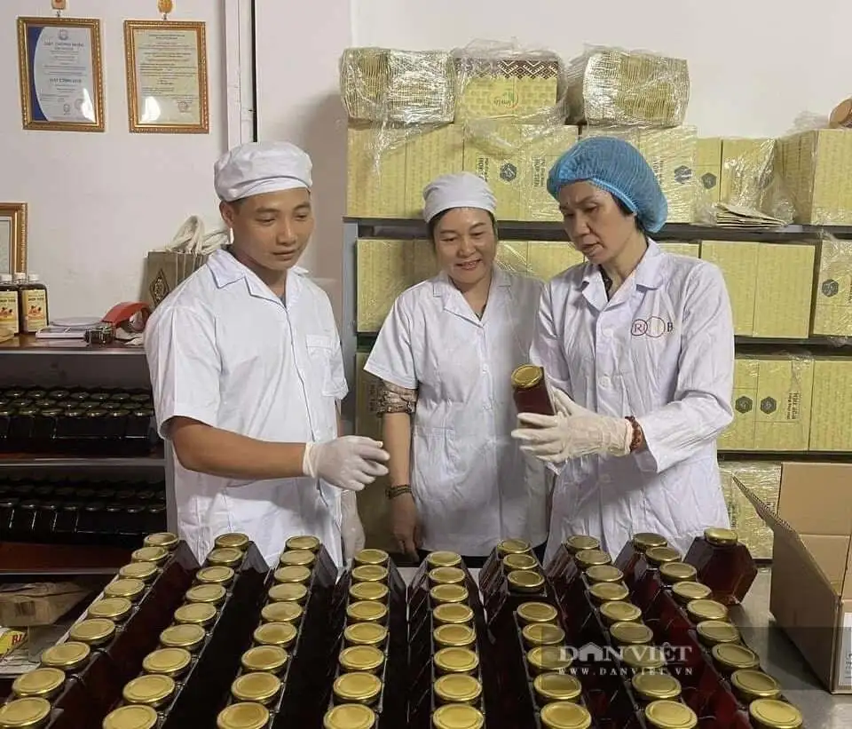 Người ta cũng nuôi ong mật, sao vùng rừng này ở Phú Thọ nuôi ong &#8220;rót&#8221; ra thứ mật đạt 4 sao OCOP, nếm thử ham luôn?