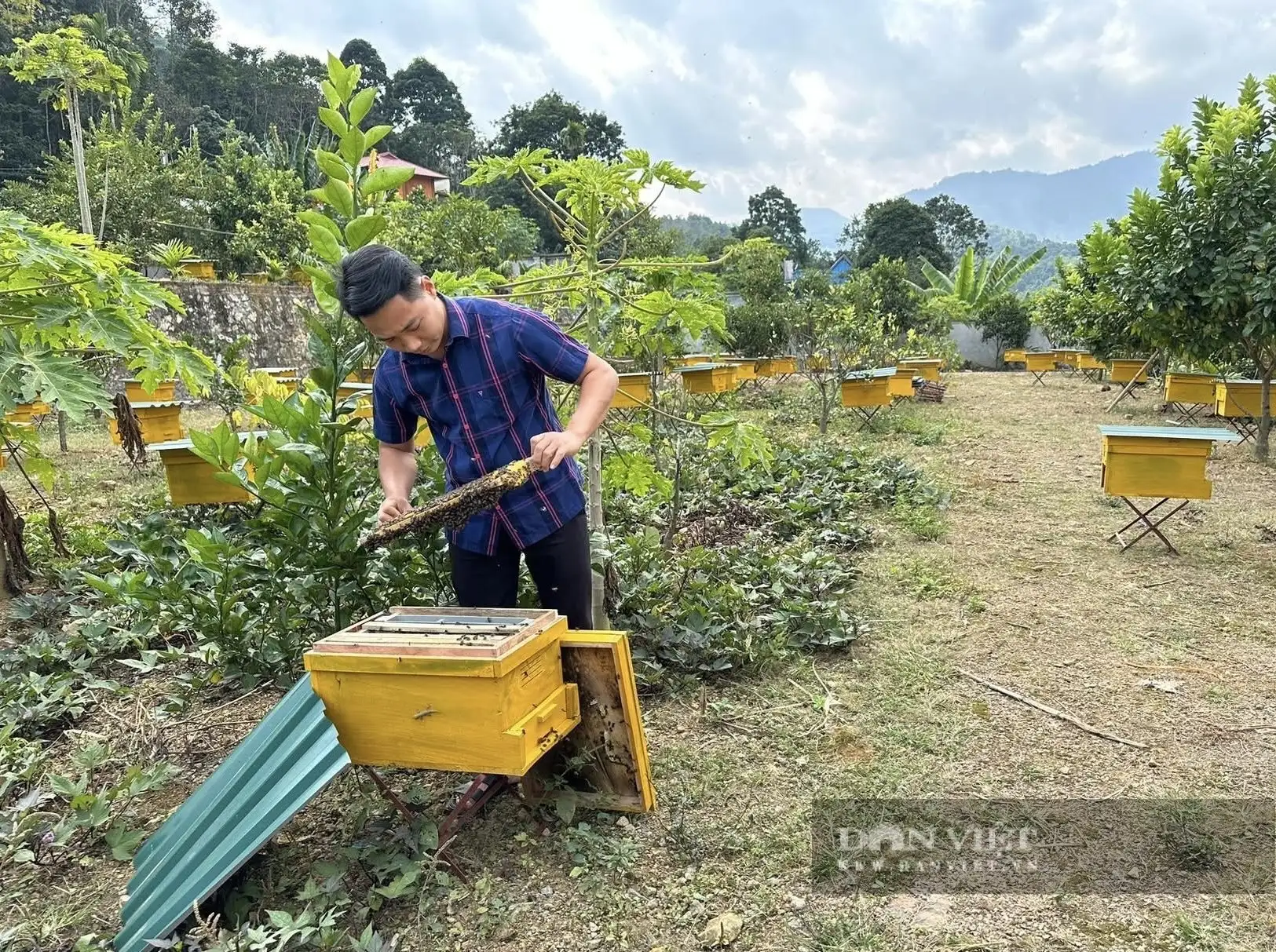 Người ta cũng nuôi ong mật, sao vùng rừng này ở Phú Thọ nuôi ong “rót” ra thứ mật đạt 4 sao OCOP, nếm thử ham luôn?