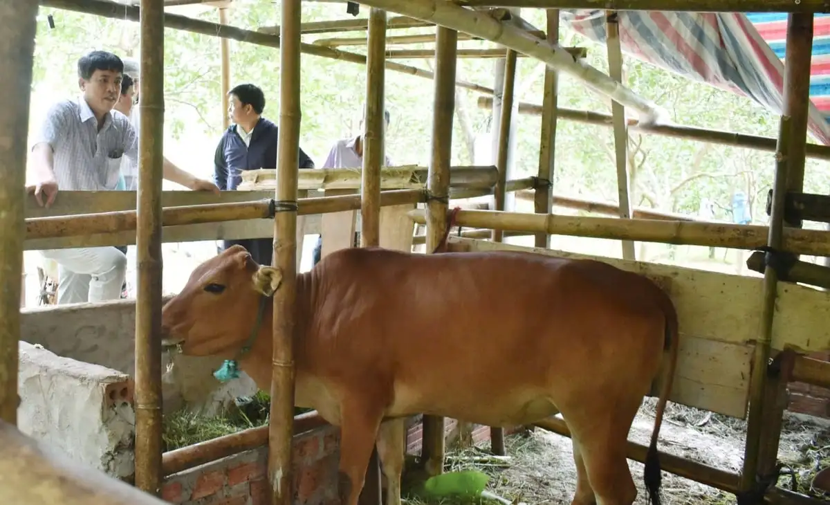 Nhiều nông hộ đã tìm ra hướng chăn nuôi phù hợp, hiệu quả