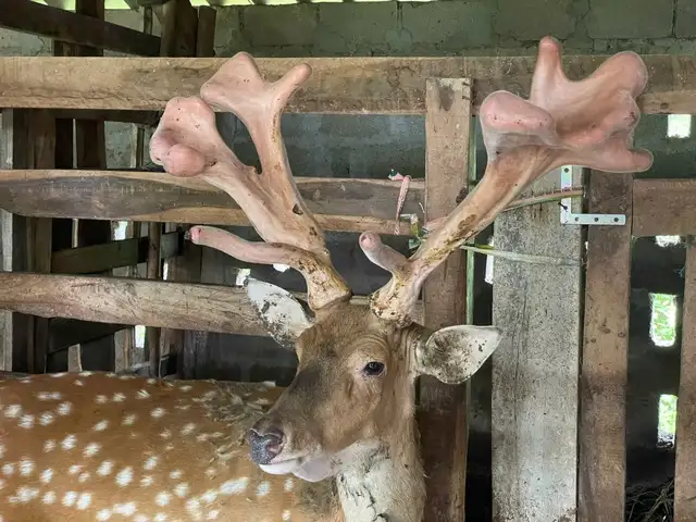 Những chính sách của Hà Tĩnh giúp người dân giảm nghèo bền vững nhờ nuôi hươu