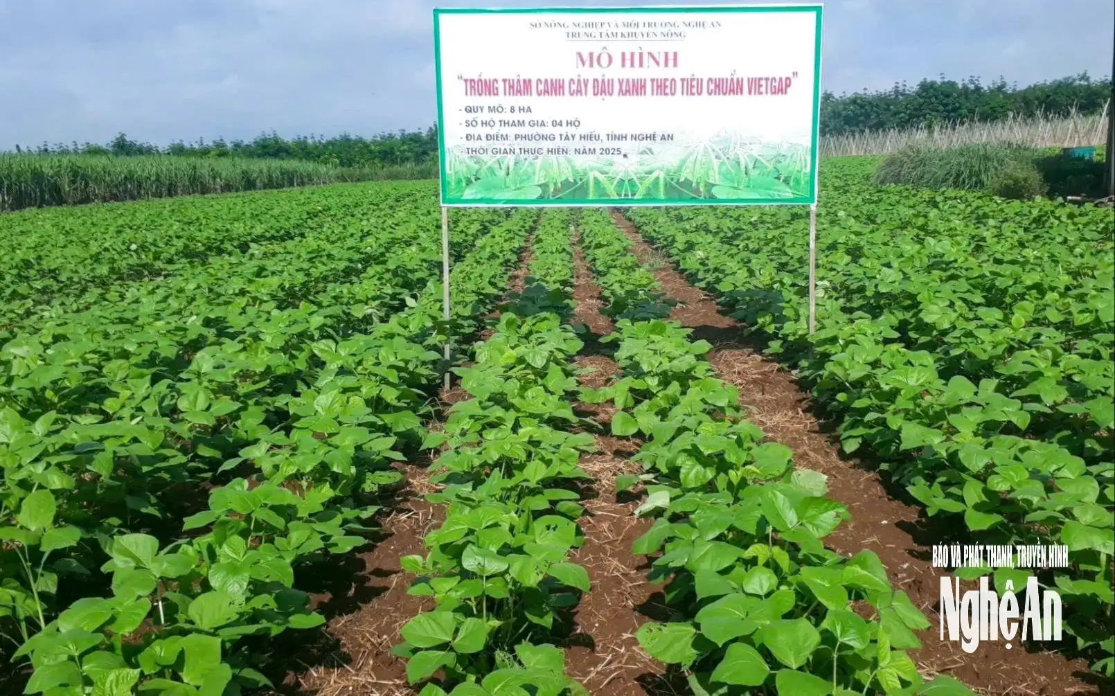 Những nữ doanh nhân Nghệ An gieo khát vọng từ nông nghiệp sạch