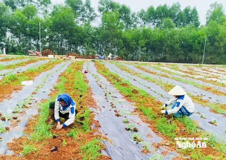 Những nữ doanh nhân Nghệ An gieo khát vọng từ nông nghiệp sạch