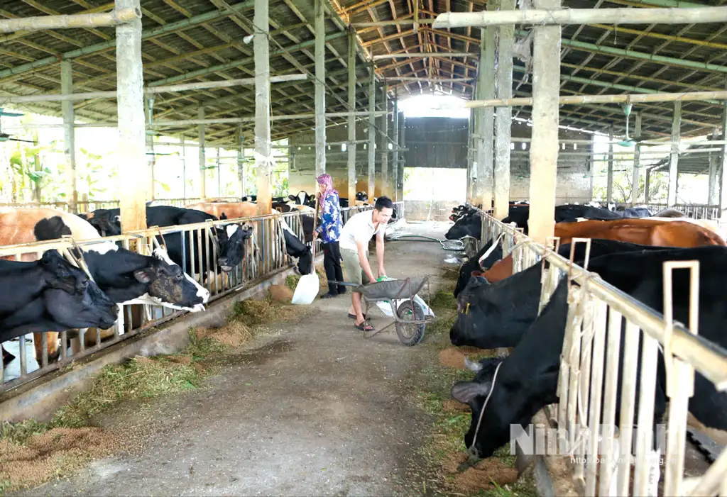 Ninh Bình: Đẩy mạnh kinh tế tuần hoàn trong chăn nuôi