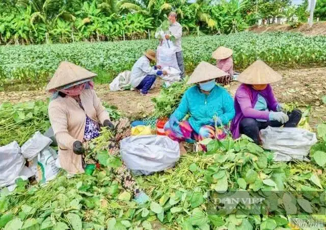 Nông dân An Giang cùng nhau trồng bắp ngọt, đậu nành rau xuất khẩu, thu nhập cao gấp 5 lần trồng lúa