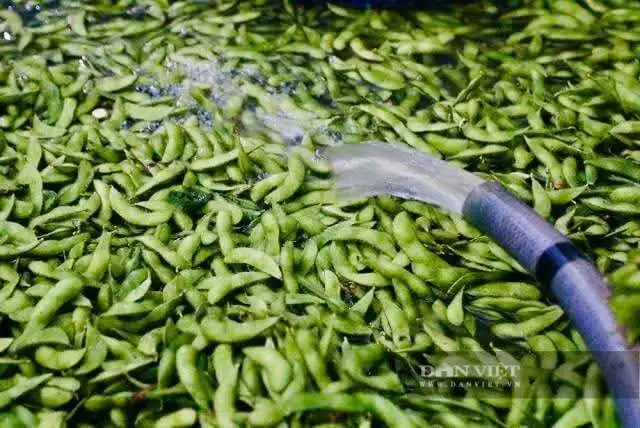 Nông dân An Giang cùng nhau trồng bắp ngọt, đậu nành rau xuất khẩu, thu nhập cao gấp 5 lần trồng lúa