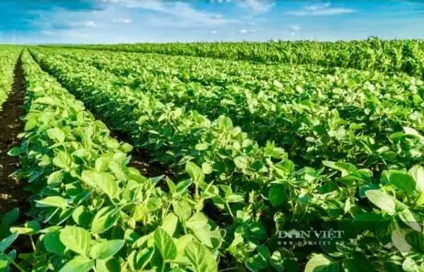 Nông dân An Giang cùng nhau trồng bắp ngọt, đậu nành rau xuất khẩu, thu nhập cao gấp 5 lần trồng lúa