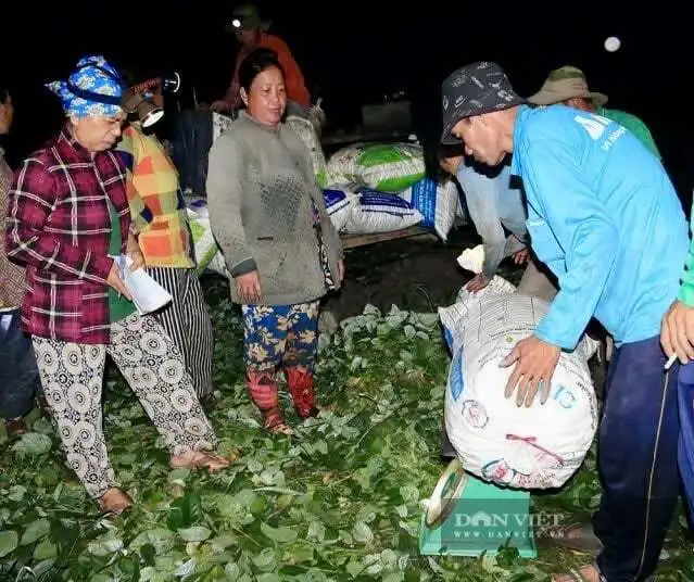 Nông dân An Giang cùng nhau trồng bắp ngọt, đậu nành rau xuất khẩu, thu nhập cao gấp 5 lần trồng lúa