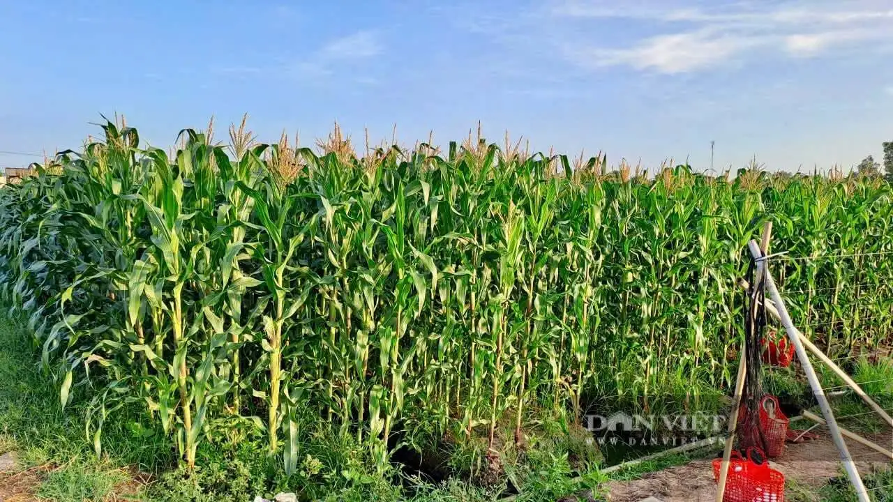 Nông dân An Giang cùng nhau trồng bắp ngọt, đậu nành rau xuất khẩu, thu nhập cao gấp 5 lần trồng lúa