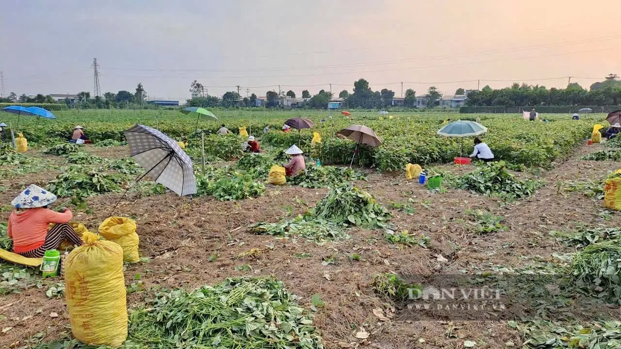 Nông dân An Giang cùng nhau trồng bắp ngọt, đậu nành rau xuất khẩu, thu nhập cao gấp 5 lần trồng lúa
