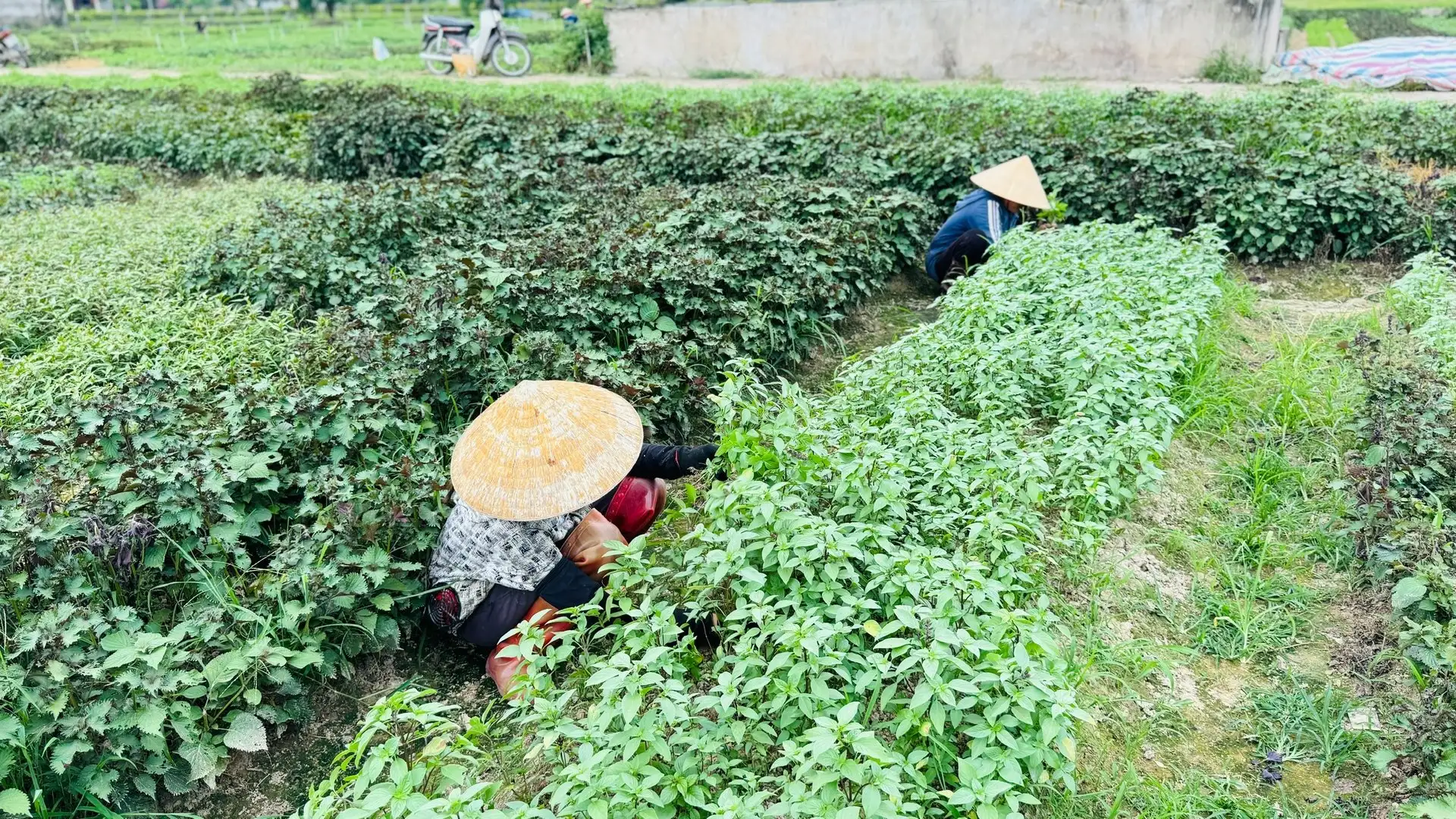 Nông dân gượng lại sau bão, tăng tốc khôi phục sản xuất