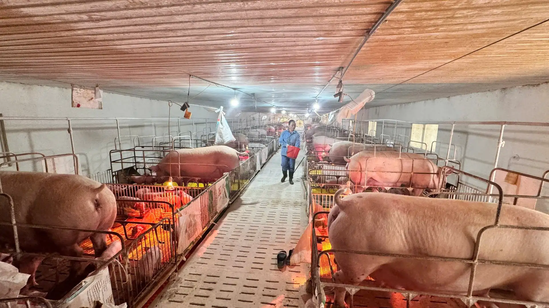 Nông dân gượng lại sau bão, tăng tốc khôi phục sản xuất