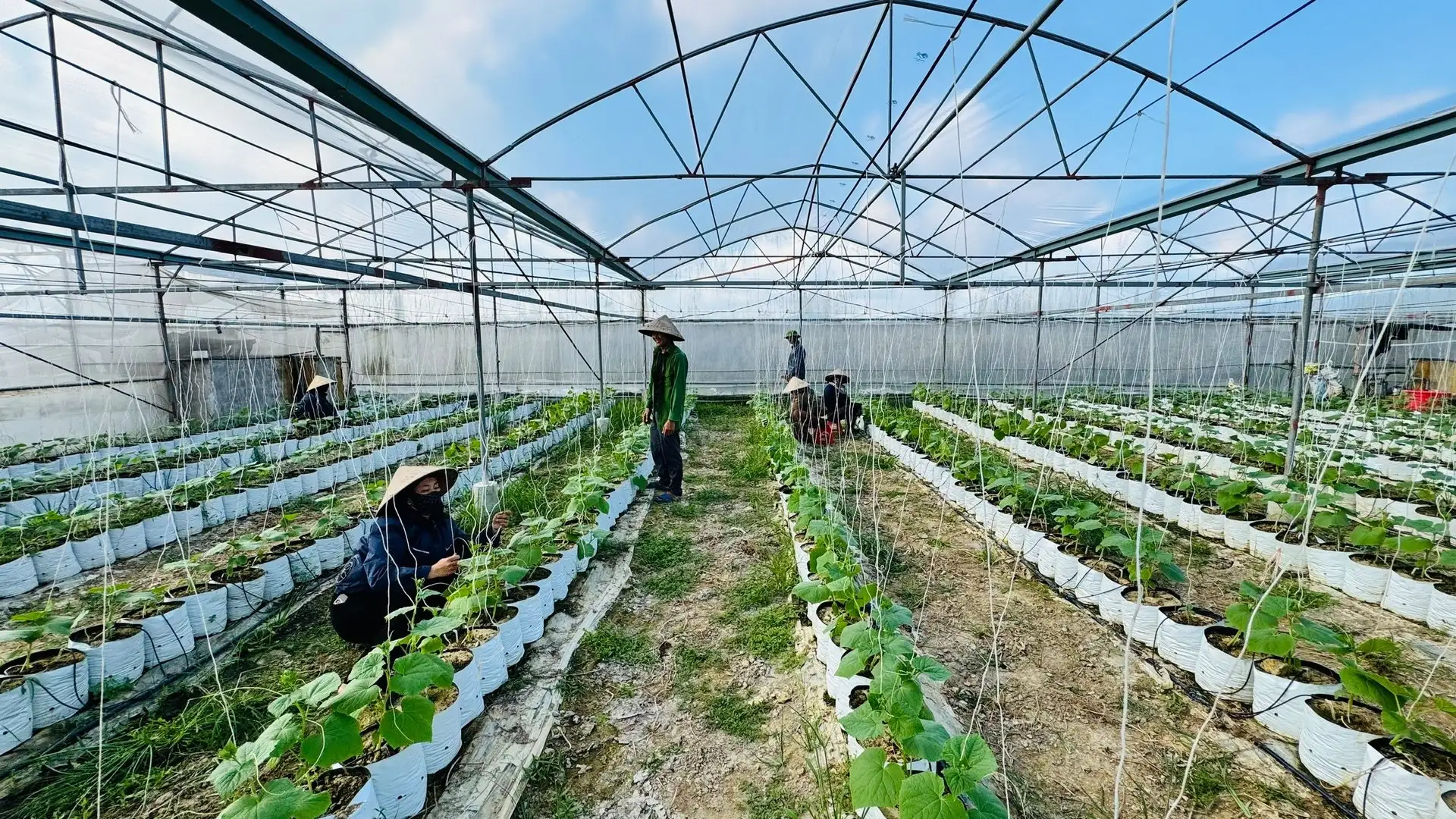 Nông dân gượng lại sau bão, tăng tốc khôi phục sản xuất