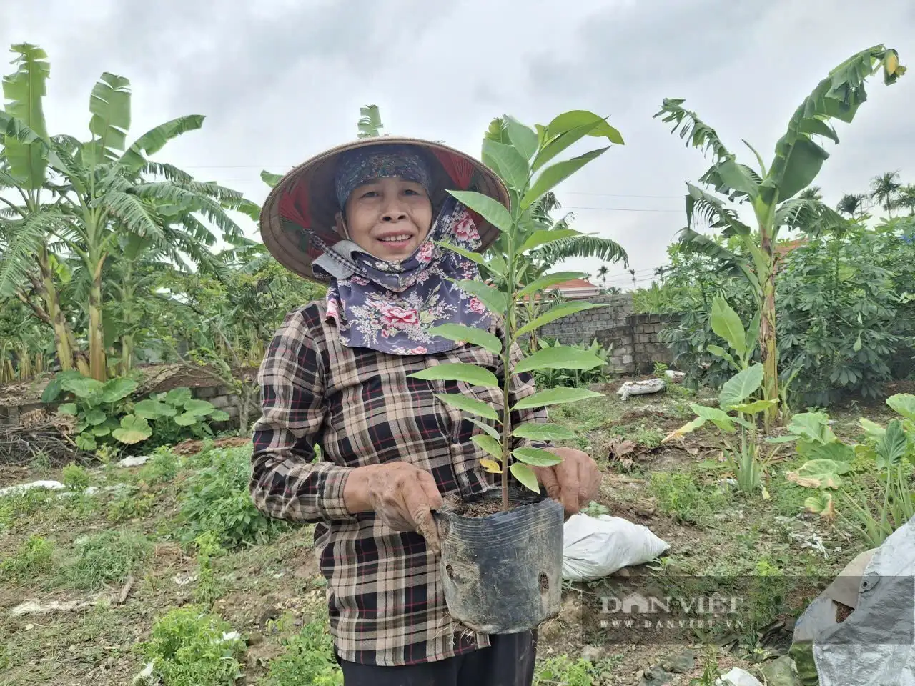 Nông dân Hải Phòng đầu tư hiệu quả Quỹ Hỗ trợ nông dân, xuất hiện các mô hình tốt, nuôi ốc nhồi bán làm con đặc sản