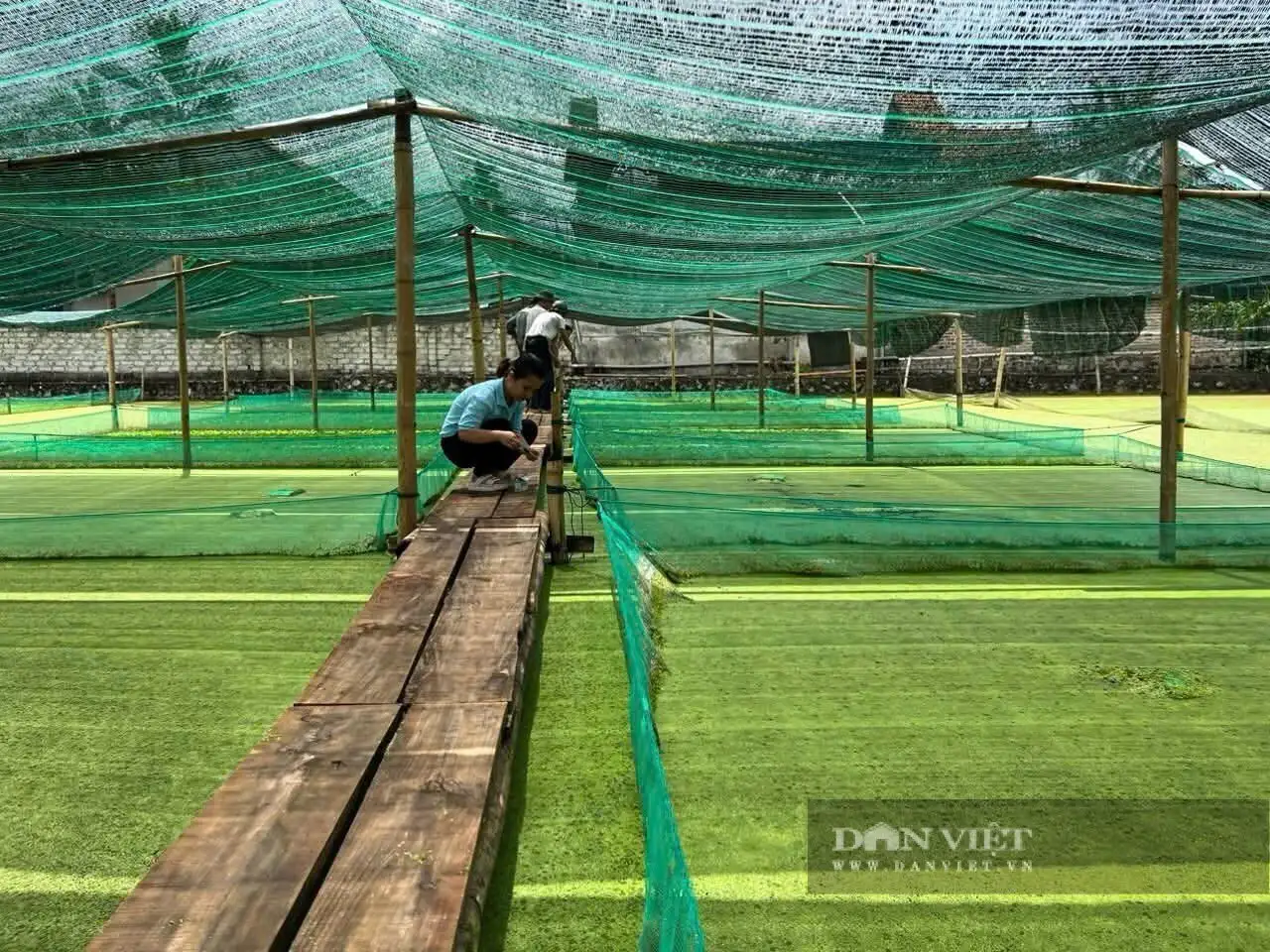 Nông dân Hải Phòng đầu tư hiệu quả Quỹ Hỗ trợ nông dân, xuất hiện các mô hình tốt, nuôi ốc nhồi bán làm con đặc sản